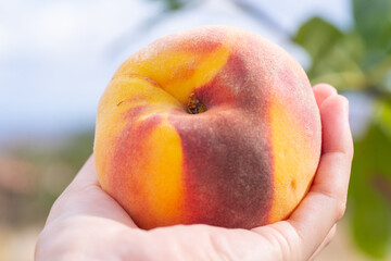 Peach in hand in the sun