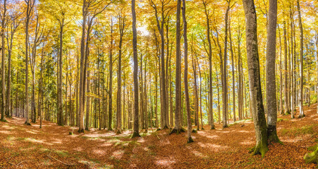 Waldbaden bringt Entspannung für Körper, Geist und Seele