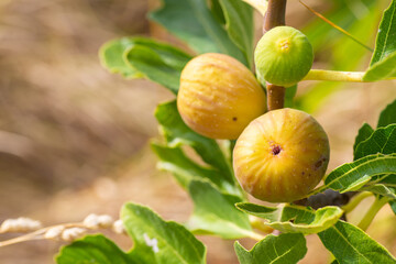 Figs grow on a tree