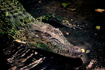 Crocodiles (subfamily Crocodylinae) or true crocodiles are large semiaquatic reptiles
