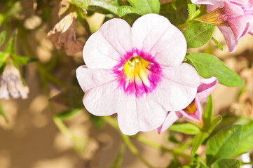 front, top view, close up of a tropical white and purple flower, blooming, in a tropical residential garden