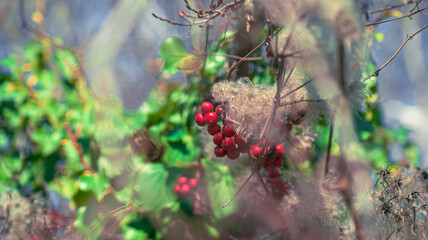 berries on a branch