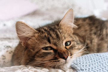 Funny brown tabby cute green-eyed kitten lies on a blue plaid on the bed. Brown green-eyed cat on a plaid in bed. Cat in bed concept