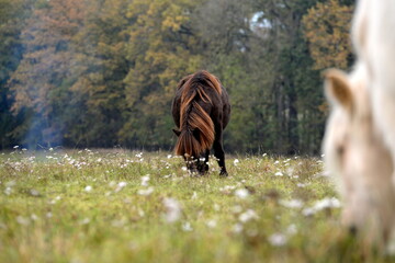 Islandpferde auf der herbstlichen Wiese