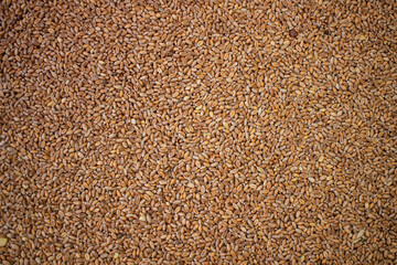 Enkir variety wheat seed texture. Compact pile of seeds on a plane, photographed from above. Golden seeds. Concept of agriculture, farmer, work, fields, life, nature, fruits of nature