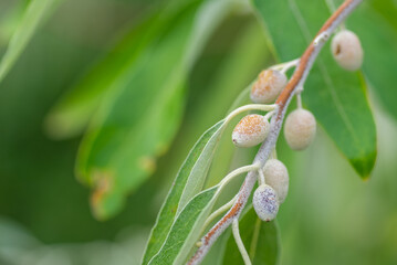 Small olives grow on a tree