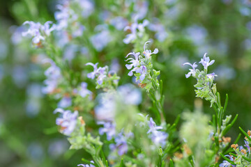 Rosemary blooms in the garden
