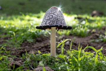 Fantastica foto de una seta en la naturaleza, y las esporas volando a su alrededor