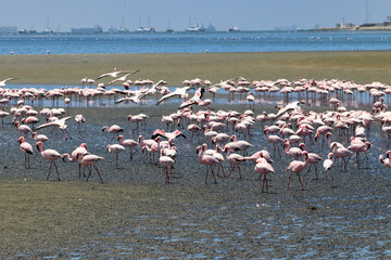 Pink Flamingos - Walvis Bay, Namibia, Africa