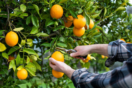 Close-up of the hands of the farmer who harvest the oranges in the citrus grove with scissors. Traditional agriculture.