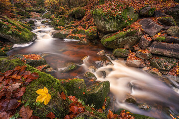 Bachlauf im herbstlichen Harz.