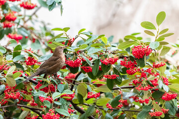 Common blackbird eating red seeds