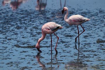 Pink Flamingos - Walvis Bay, Namibia, Africa