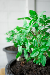 Basil, or Ocimum basilicum, is grounded, and transplanted into a pot, placed on a wooden table, taken from natural light. , Side angle, close-up, vertical, free space.