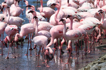 Obraz premium Pink Flamingos - Walvis Bay, Namibia, Africa