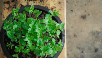 Saffron, or Melissa officinalis, grounded, and transplanted into a pot, placed on a wooden table, taken from natural light. , Top corner, close-up, with empty space.