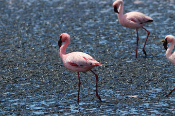 Pink Flamingos - Walvis Bay, Namibia, Africa