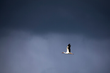 white stork in flight dramatic sky