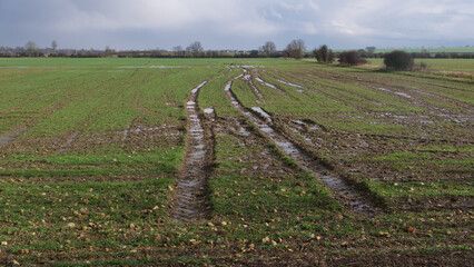 English farmland in winter on wet day showing tractor tyre tracks