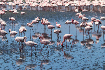 Pink Flamingos - Walvis Bay, Namibia, Africa