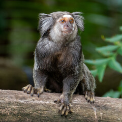 Close up of a Black-tufted marmoset, Atlantic Forest, Brazil