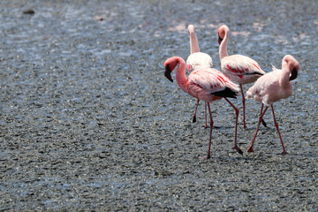 Pink Flamingos - Walvis Bay, Namibia, Africa