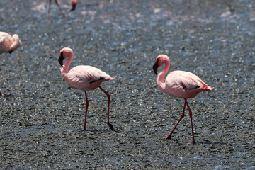 Pink Flamingos - Walvis Bay, Namibia, Africa