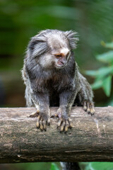 Close up of a Black-tufted marmoset, Atlantic Forest, Brazil