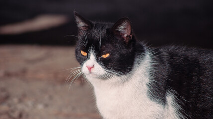 black and white cat