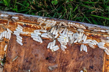 Fully-grown larvae form cocoons in comb debris, attached to frame or hive body. Larvae chew...