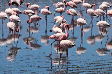 Pink Flamingos - Walvis Bay, Namibia, Africa