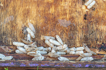 Fully-grown larvae form cocoons in comb debris, attached to frame or hive body. Larvae chew...
