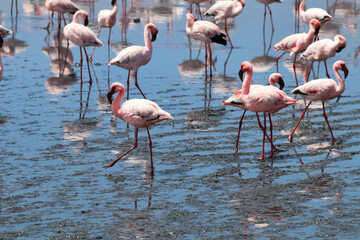 Pink Flamingos - Walvis Bay, Namibia, Africa