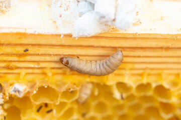 Waxworms, caterpillar larvae of wax moths, on damaged beeswax, frame with waxed wax moth.