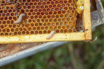 Waxworms, caterpillar larvae of wax moths, on damaged beeswax, frame with waxed wax moth.