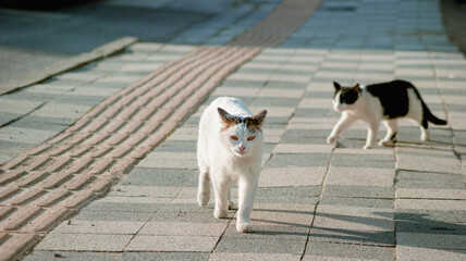 cat on the street