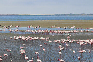 Fototapeta premium Pink Flamingos - Walvis Bay, Namibia, Africa