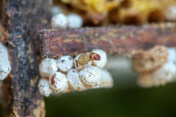 Fully-grown larvae form cocoons in comb debris, attached to frame or hive body. Larvae chew...