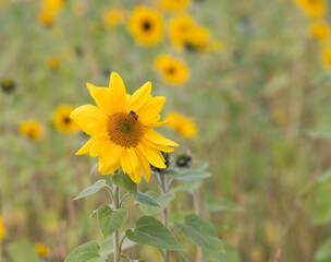Fototapeta premium Young sunflowers grow in summer on the field. Yellow flowers and green leaves play in the sun. In the afternoon a blue cloudy sky before a thunderstorm.