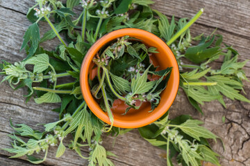 Leonurus cardiaca, motherwort, throw-wort, lion's ear, lion's tail medicinal plant. Ingredient for cosmetology and non-traditional medicine. Blooming in summer