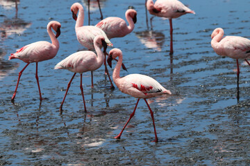 Fototapeta premium Pink Flamingos - Walvis Bay, Namibia, Africa
