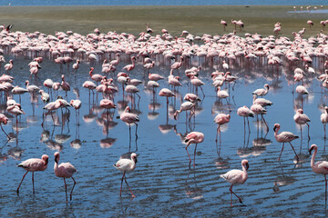 Pink Flamingos - Walvis Bay, Namibia, Africa