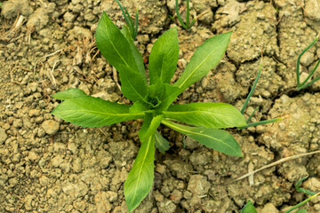 Scotch thistle tree has so many common names include cardus marianus
