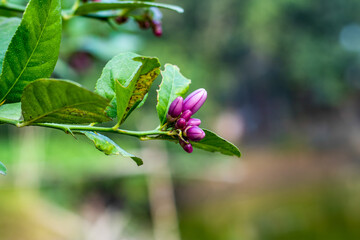 Purple color flowers of a lemon tree that is a new lemon tree