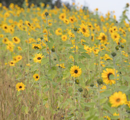 Young sunflowers grow in summer on the field. Yellow flowers and green leaves play in the sun. In the afternoon a blue cloudy sky before a thunderstorm.