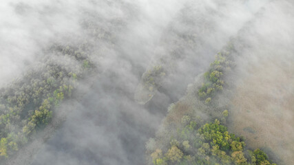 Top aerial view of the estuary of the river with green and yellow trees on the banks. Everything is covered in fog. Forest ecosystem, healthy environment. Ukraine, Europe