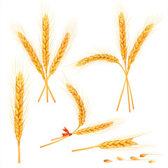 wheat, ear, grain, spike, bread, flour, food, spikelet, cereal, rye, ripe, corn, spica, bunch, isolated, harvest, vector, barley, seed, set, sheaf, close up, farming, kernel, natural, organic, white, 