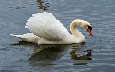 Aggressive white swan with spread wings swimming on lake, symmetrical reflections in water 