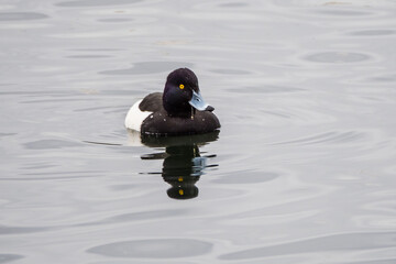 Tufted duck male on lake, reflections in water