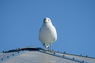 seagull is perched and watching on a sunny in winter